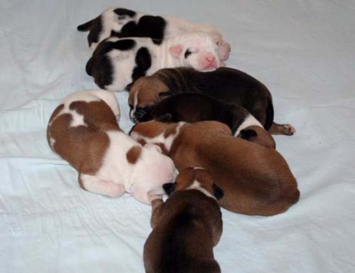 Americk� staford�irsk� teri�r �t�nata