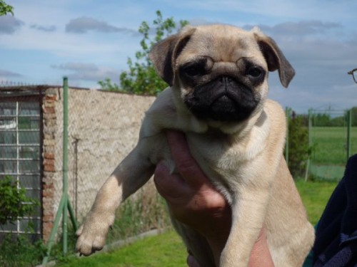 Mops - b�ov� �t��ata s PP