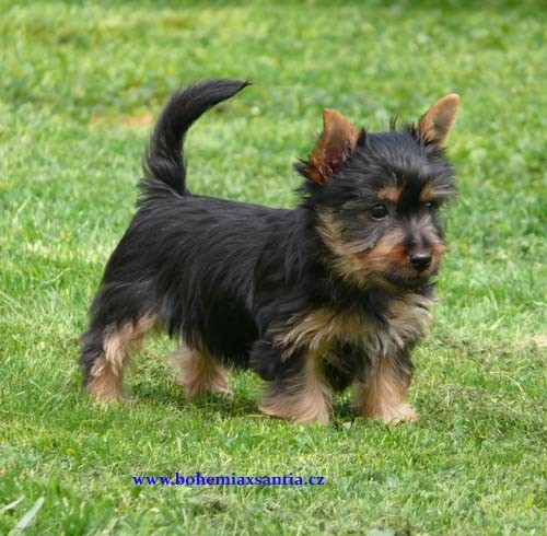 Australsk� silky teri�r, �t���tka pejsci