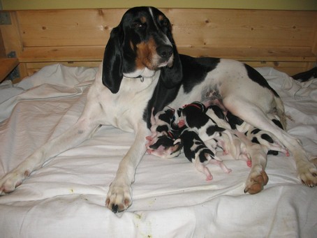 Bernsk� honi�. �t���tka s PP