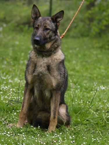 Prod�m fenku NO s PP