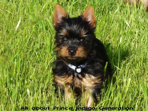 �t���tko-Australsk� silky teri�r