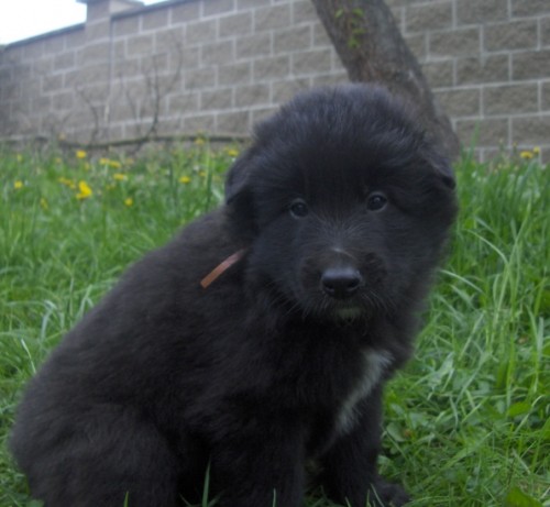 Belgick� ov��k Groenendael