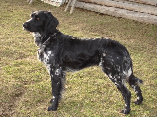 CHS od Sp�len� sk�ly zad� �t��ata VMO s PP, vrh koncem kv�tna