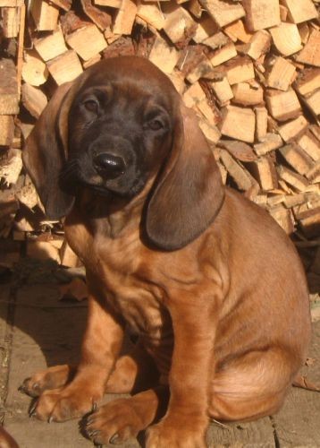 Bavorsk� barv�� - �teniatka  s PP