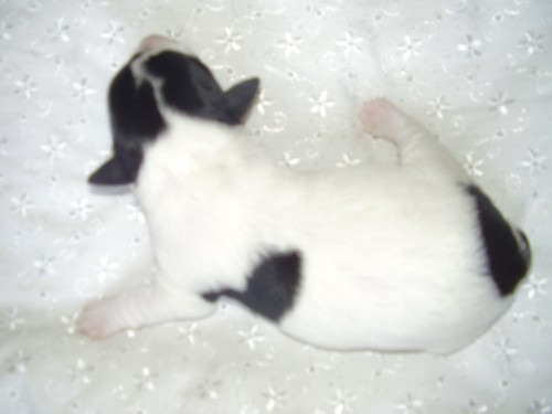 �t���tka Jack Russell Terrier�