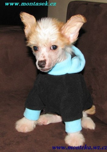 ��nsk� chocholat� pes