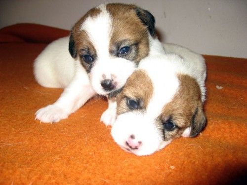 Jack Russell teri�r - �t��ata s PP