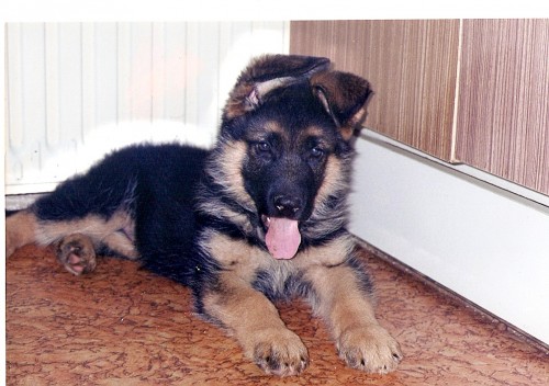 �t��ata N�meck�ho ov��ka s PP v atraktivn� barv� � typ REX 