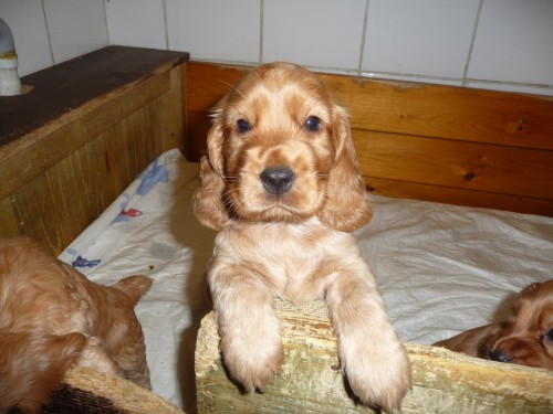 St��ata anglick�ho kokr�pan�la s PP