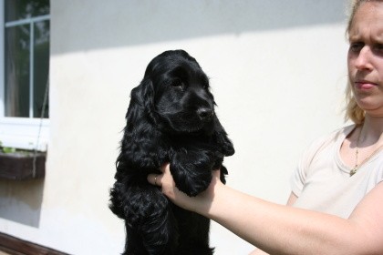 Anglick� kokr�pan�l