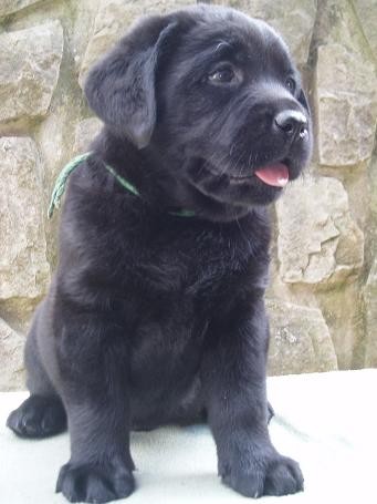 Labradorsk� retriever-�okol�dov� a �ern� �t���tka s PP