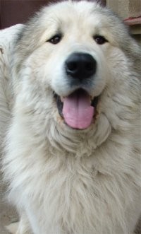 Pyrenejsk� horsk� pes - m�jov� �t���tka