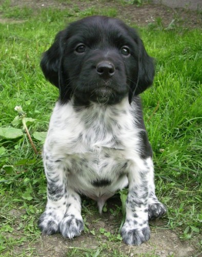 �t��ata BRETA�SK� OHA� s PP