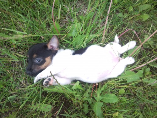 JACK RUSSELL TERIER � POSLEDN� FENE�KA!