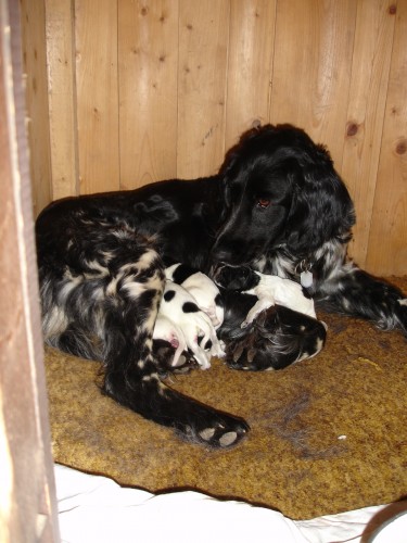 CHS od Sp�len� sk�ly prod� �t��ata Velk�ho m�nsterlandsk�ho oha�e s PP