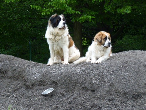 Moskevsk� str�n� pes