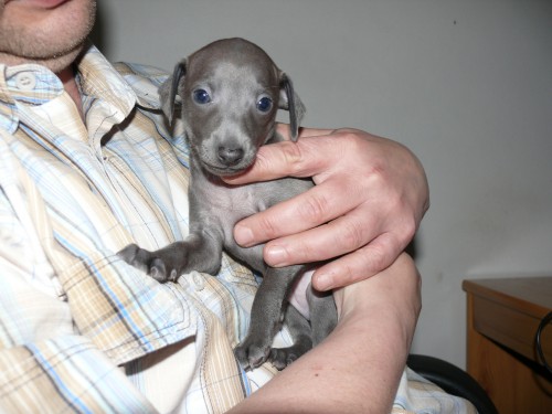 Prod�m �t�n� Italsk�ho chrt�ka