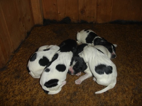 CHS od Sp�len� sk�ly prod� �t��ata VMO s PP