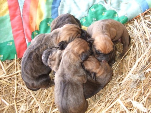 PRODEJ �T���TEK TOSA INU