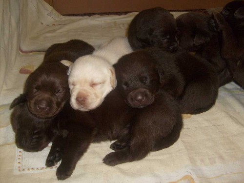 Labradorsk� retr�vr