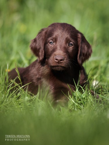 Flat coated retriever s PP - hn�d� pejsek!