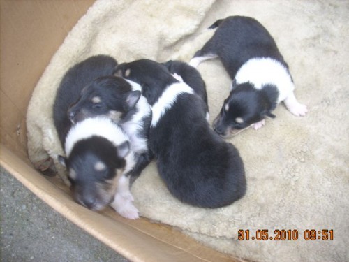 �t��ata dlouhosrst� kolie