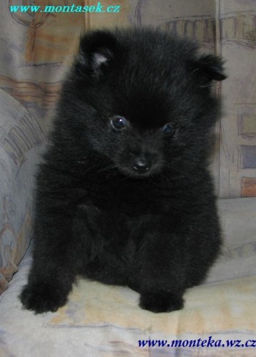 n�meck� �pic mal� 