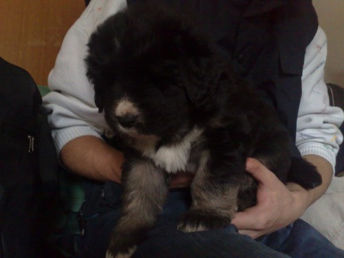 �t��ata bez PP