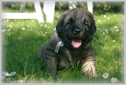 �t��ata leonbergera s PP