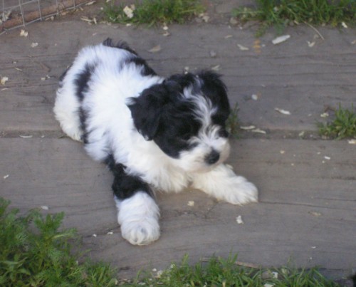 Havansk� ps�k s PP levn�