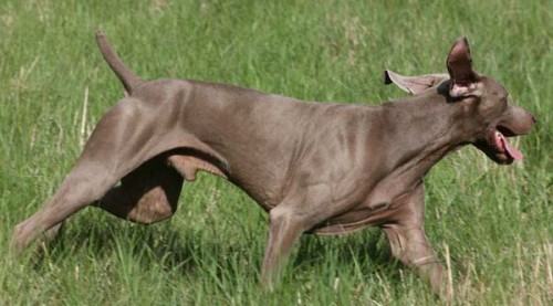 �t���tka V�marsk� oha� kr�tkosrst� s PP