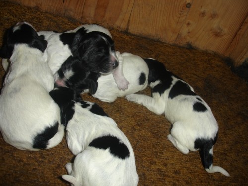 CHS od Sp�len� sk�ly prod� �t��ata VMO s PP