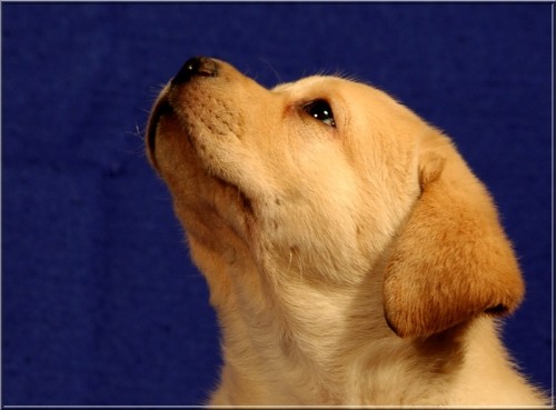 �lut� �t���tka labradora s PP