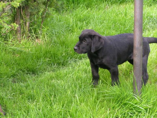 �t���tka labradorsk�ho retrievera s PP