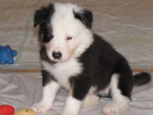 �t��ata Border kolie s PP