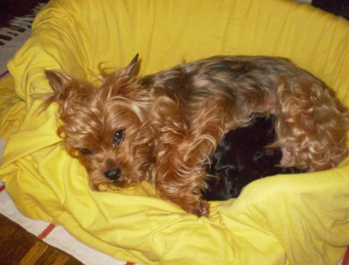 Prod�m fenky york��r��k�