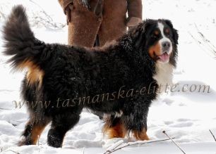 Bernsk� sala�nick� pes s PP