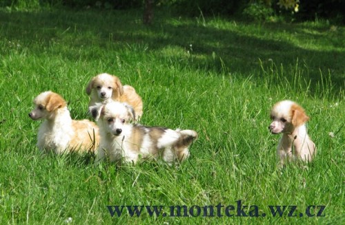 ��nsk� chocholat� pes nah�� i labut�nka