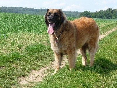 Leonberger �t��ata
