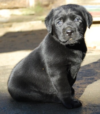 Labrador - �okol�dov� a �ern�  �t���tka s PP