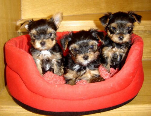 Jork��rsk� teri�r s PP