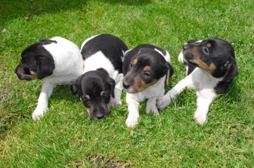 Prod�m kr�sn� �t���tka Parson Rusell Teri�ra