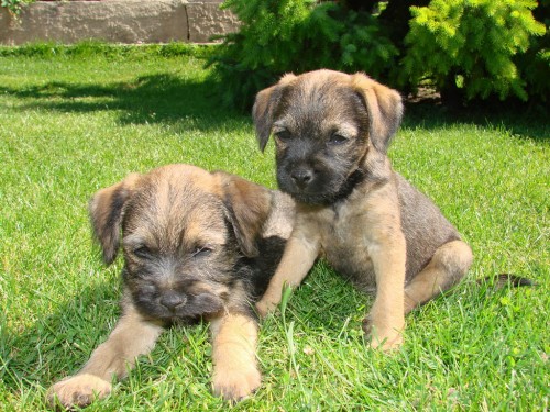 Prod�m �t�nata border teri�r�