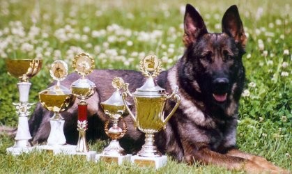 Celo�ern� a tmav� vlko�ed� �t���tka s PP.