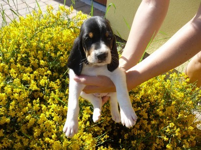 Bernsk� honi�- �t��ata s PP