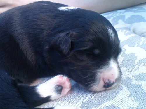 �t���tka borderky