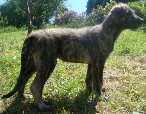 Irsk� vlkodav - �t��ata s PP