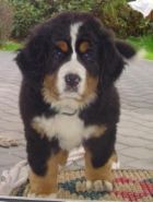 Bernsk� sala�nick� pes