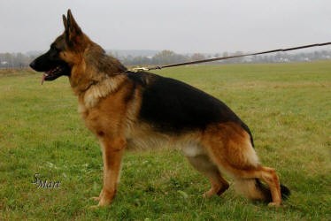 N�meck� ov��k